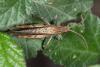 Chorthippus sp.
